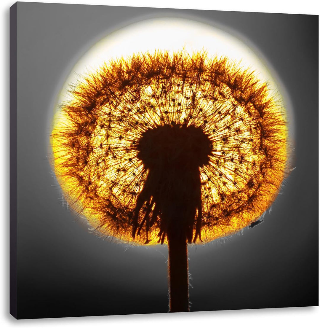 Pixxprint Pusteblume vor untergehender Sonne als Leinwandbild Quadratisch/Grösse: 70x70 / Wandbild/K