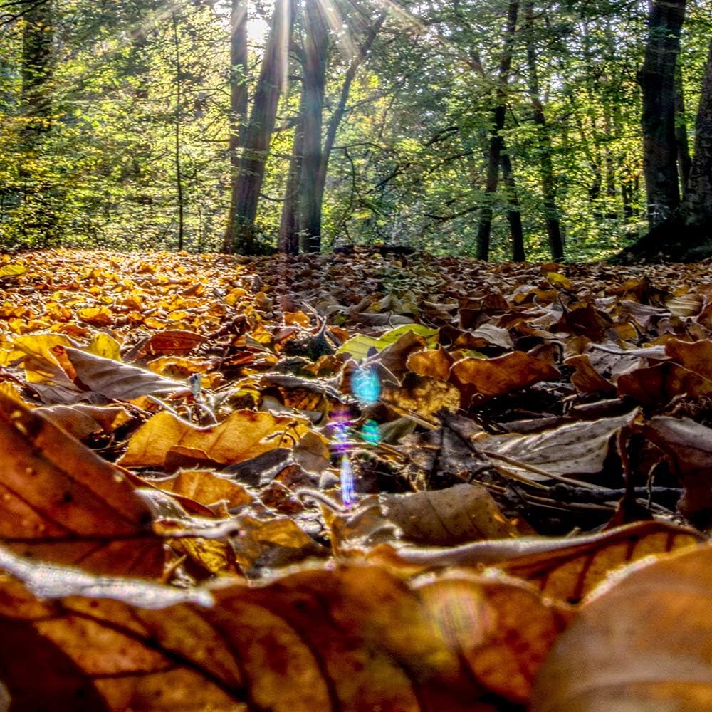 Feeby Leinwandbild 5 Teilig Blätter Bild Wanddeko Bäume Sonne Landschaft orange 200x100 cm Leinwandb