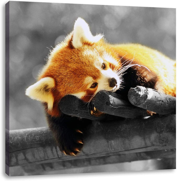 Pixxprint süsser Panda träumt schwarz/weiss, Format: 70x70 auf Leinwand, 70x70