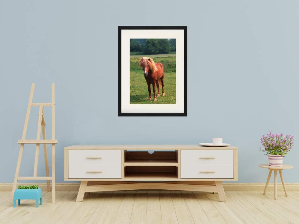 1art1 Pferde Poster Island Pony, Isländer Gerahmtes Bild Mit Edlem Passepartout | Wand-Bilder | Im B
