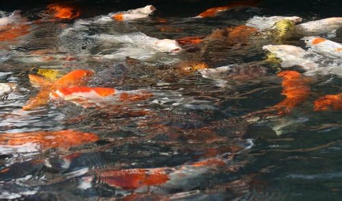 Koifutter, Wachstumsfutter Koi, Farbfutter für Koi, Sommerfutter für Koi jeden Alters mit Spirulina