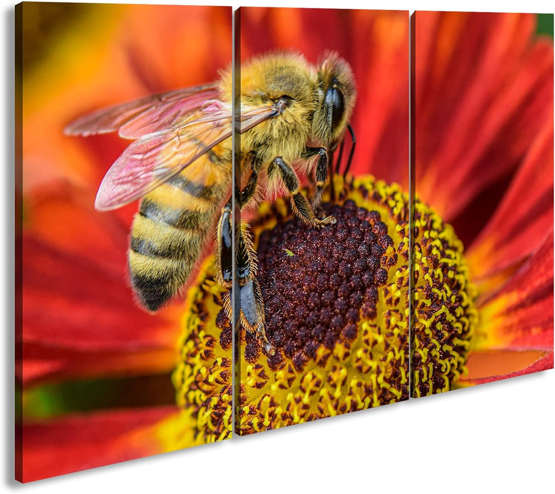 deyoli Biene beim Pollen sammeln Format: 3Teilig als Leinwandbild, Motiv fertig gerahmt auf Echtholz