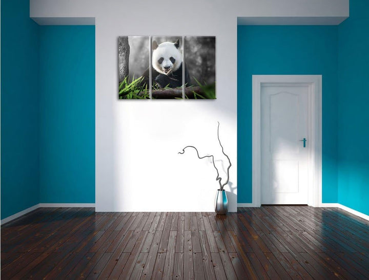 Pixxprint Niedlicher Panda isst Bambus B&W Detail 3-Teiler Leinwandbild 120x80 Bild auf Leinwand