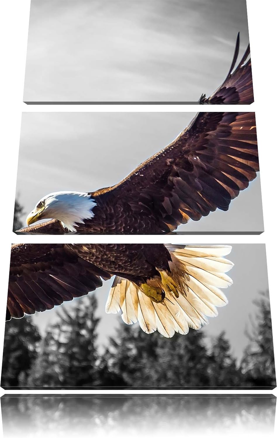 Pixxprint grosser Fliegender Adler schwarz/weiss als Leinwandbild | Grösse: 3 Teilig (120x80) | Wand