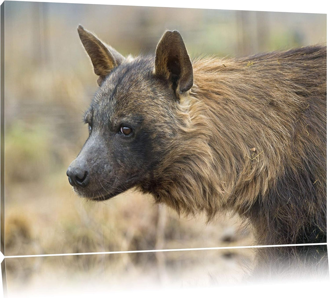 Pixxprint anmutige Hyäne im Wildgras auf Leinwand, XXL riesige Bilder fertig gerahmt mit Keilrahmen,