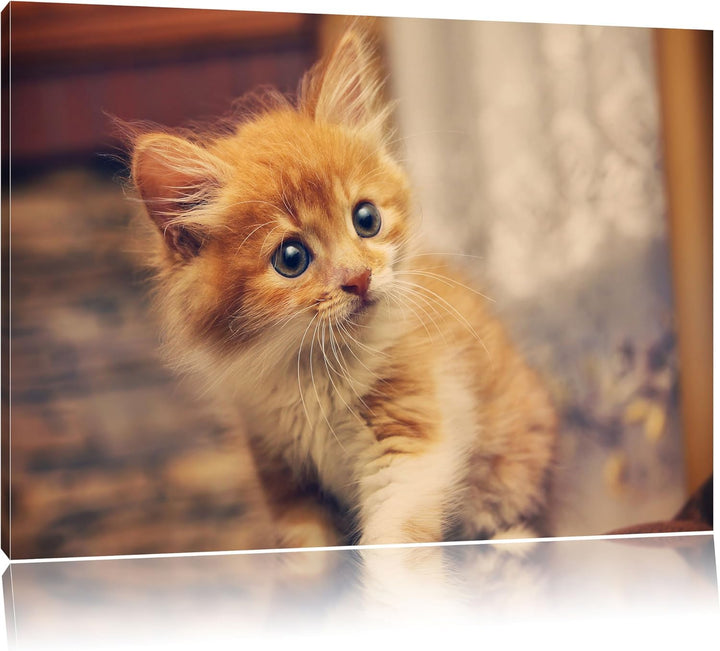 Neugieriges Kätzchen, Format: 100x70 auf Leinwand, XXL riesige Bilder fertig gerahmt mit Keilrahmen,