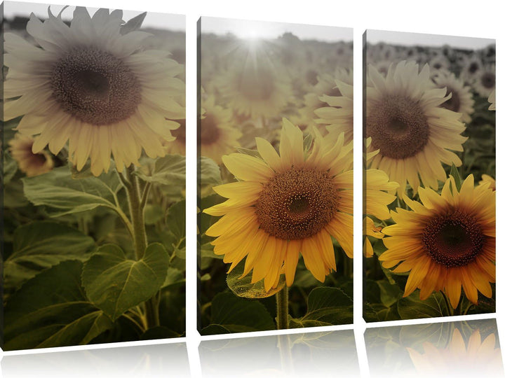 Pixxprint Sonnenblumen auf dem Feld als Leinwandbild/Grösse: 3 Teilig (120x80) cm/Wandbild/Kunstdruc