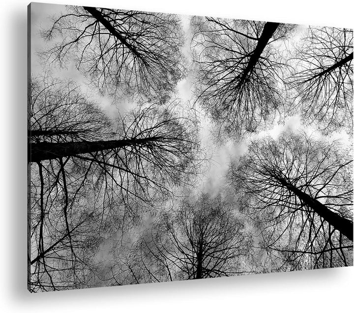 deyoli riessige Baumkronen im Herbst Format: 80x60 als Leinwand, Effekt: Schwarz&Weiss, Motiv fertig
