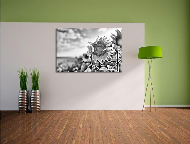 Pixxprint Sonnenblumenfeld SonnenblumeSonne / 100x70cm Leinwandbild bespannt auf Holzrahmen/Wandbild