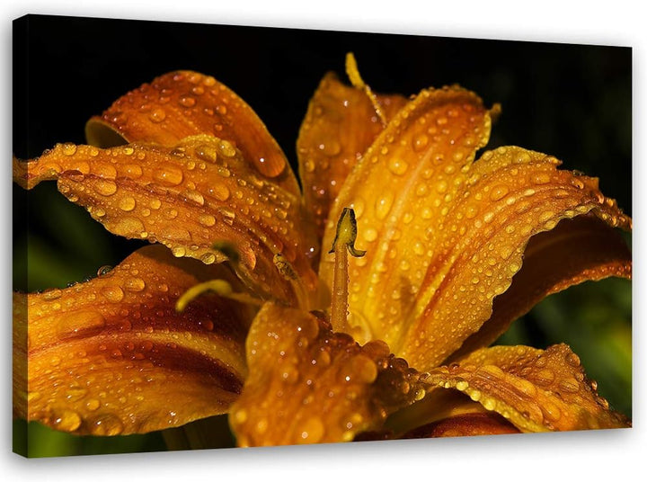 Feeby Leinwandbild Pflanze Bild Kunstdruck Natur Orange 70x50 cm Leinwandbild 70x50 cm Orange_A, Lei