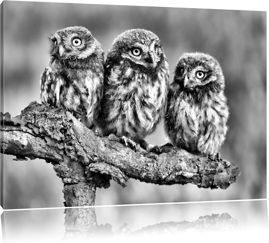 Pixxprint DREI Eulen auf AST als Leinwandbild/Grösse: 100x70 cm/Wandbild/Kunstdruck/fertig bespannt,