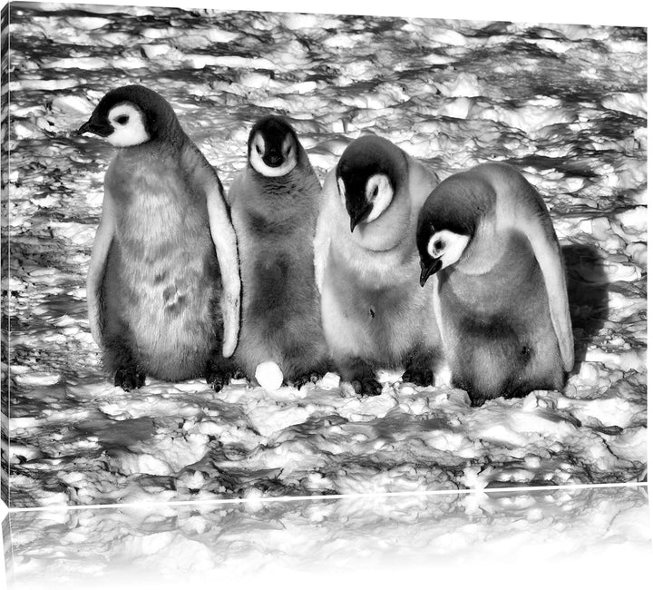 Pixxprint Kaiserpinguinküken / 100x70cm Leinwandbild bespannt auf Holzrahmen/Wandbild Kunstdruck Dek