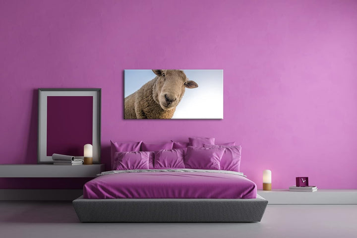 lustiges Schaf Panorama 120x60 cm als Leinwandbild, Motiv fertig gerahmt auf Echtholzrahmen, Hochwer