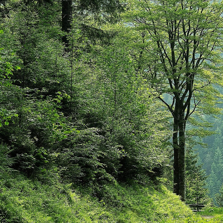 Feeby Bild auf Leinwand Landschaft 5 Teilig Modern Natur Wald Bäume grün 200x100 cm Leinwandbild 200