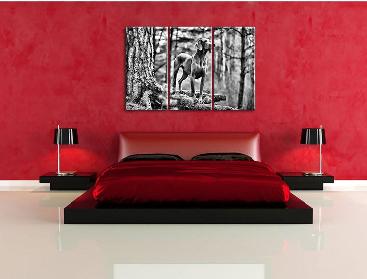 Pixxprint Edler Weimaraner im Wald als Leinwandbild/Grösse: 3 Teilig (120x80) / Wandbild/Kunstdruck/