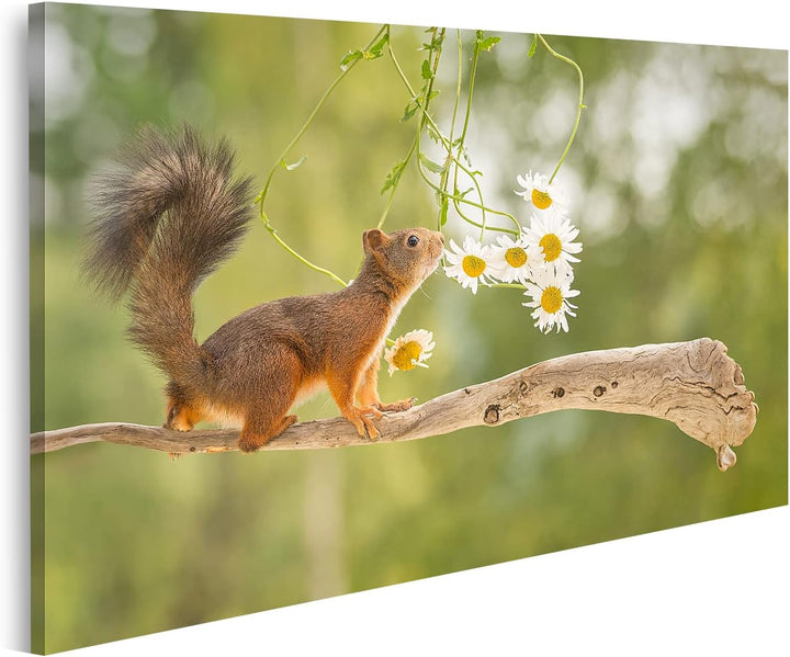 islandburner Bild auf Leinwand süsses Eichhörnchen auf AST mit Blumen Wandbild Poster Kunstdruck Bil