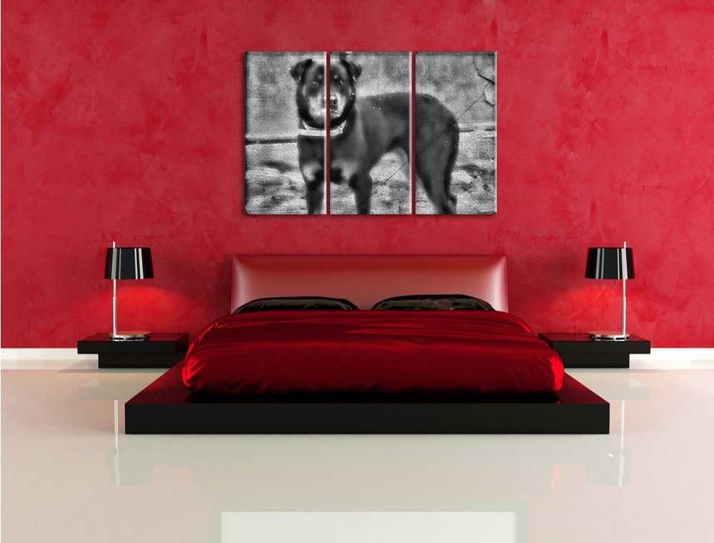 Pixxprint prächtiger Rottweiler als Leinwandbild | Grösse: 3 Teilig (120x80) | Wandbild| Kunstdruck