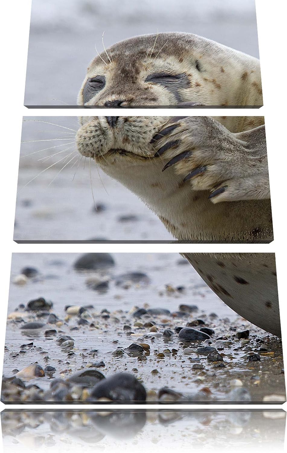 Pixxprint süsse Robbe beim Putzen als Leinwandbild/Grösse: 3 Teilig (120x80) cm/Wandbild/Kunstdruck/