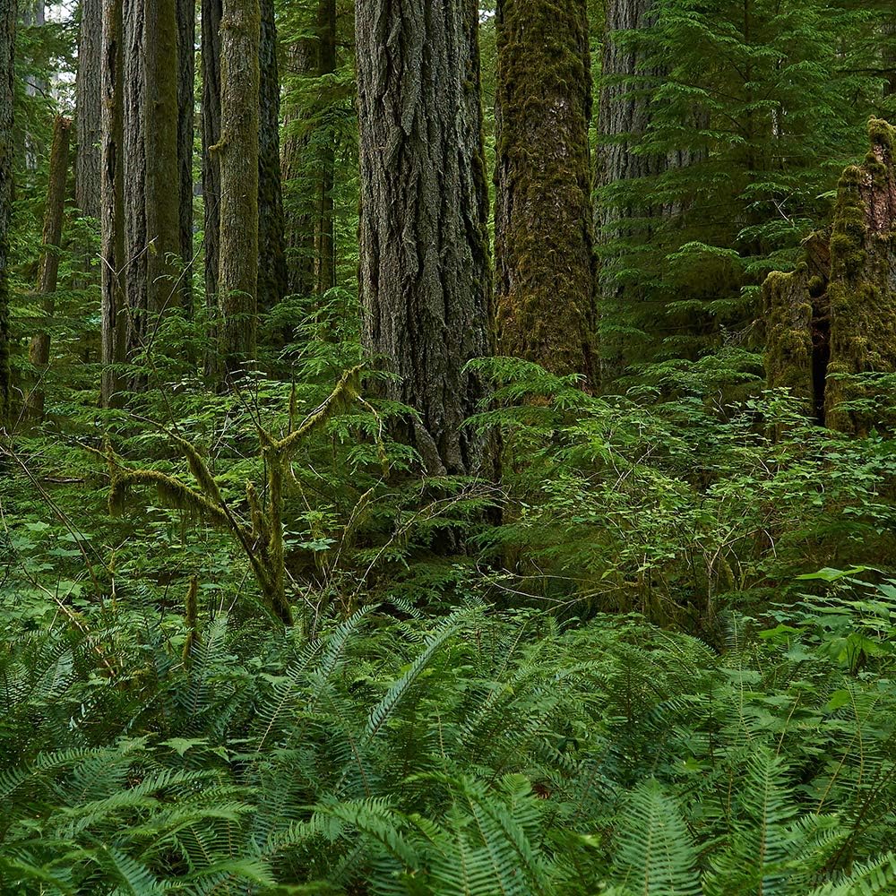 Feeby Wanddeko XXL Natur Leinwandbild 5 Teilig Wald Landschaft Bäume grün 100x70 cm Leinwandbild 100