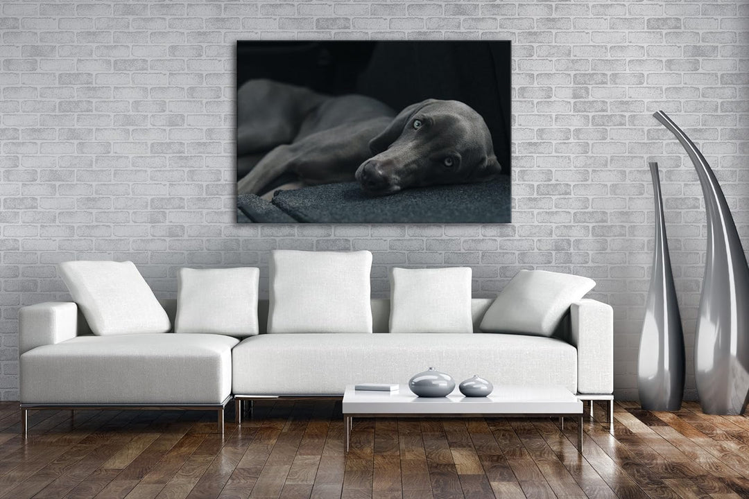niedlicher treuer Hund auf dem Sofa Format: 80x60 als Leinwand, Motiv fertig gerahmt auf Echtholzrah