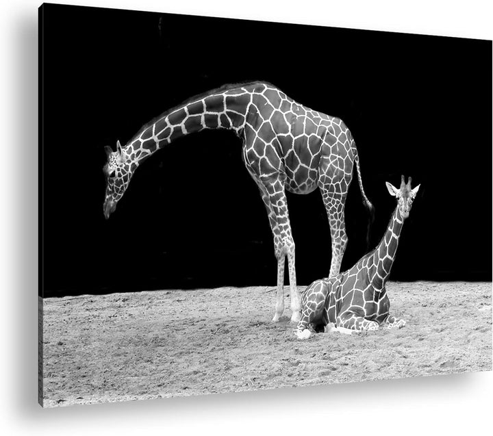 deyoli Dark entspannte Giraffen Format: 100x70 als Leinwand, Motiv fertig gerahmt auf Echtholzrahmen