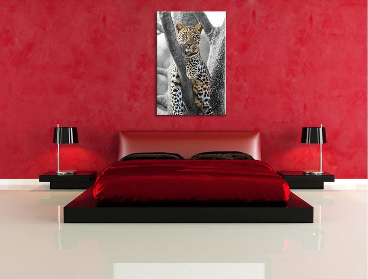 maiestätischer Leopard auf Baum schwarz/weiss auf Leinwand, XXL riesige Bilder fertig gerahmt mit Ke