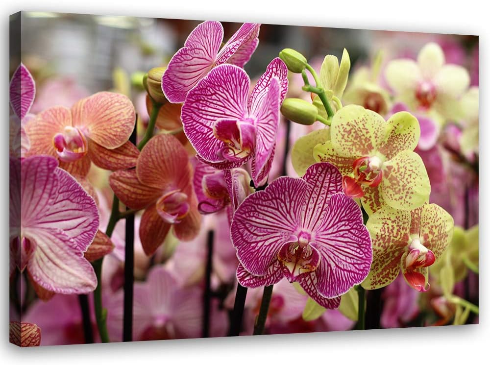 Leinwandbild XXL Pflanze Wandbild Kunst Orchidee Violett 120x80 cm Leinwandbild 120x80 cm Violett_D,