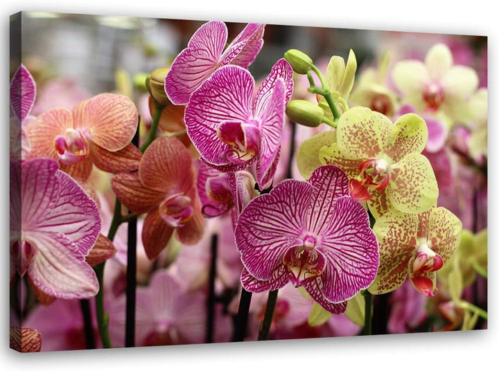 Leinwandbild XXL Pflanze Wandbild Kunst Orchidee Violett 120x80 cm Leinwandbild 120x80 cm Violett_D,