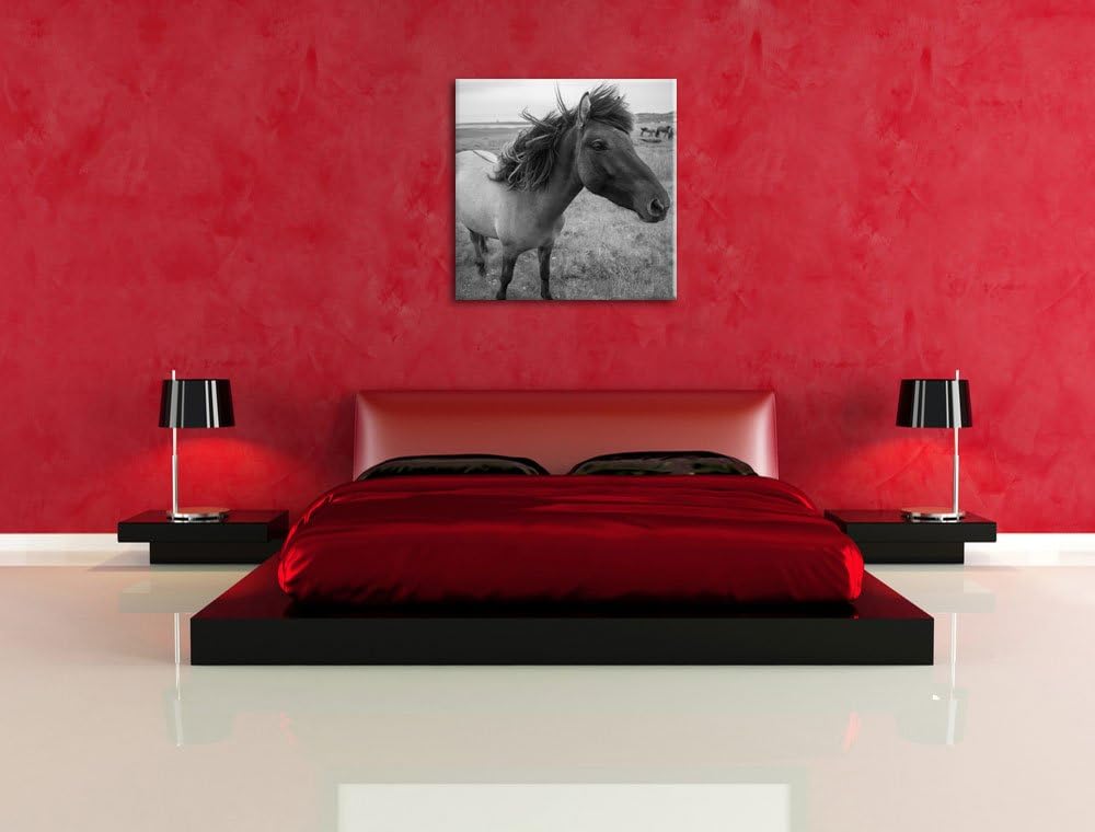 Isländer Pferde in der Wildnis als Leinwandbild/Grösse: 70x70 cm/Wandbild/Kunstdruck/fertig bespannt