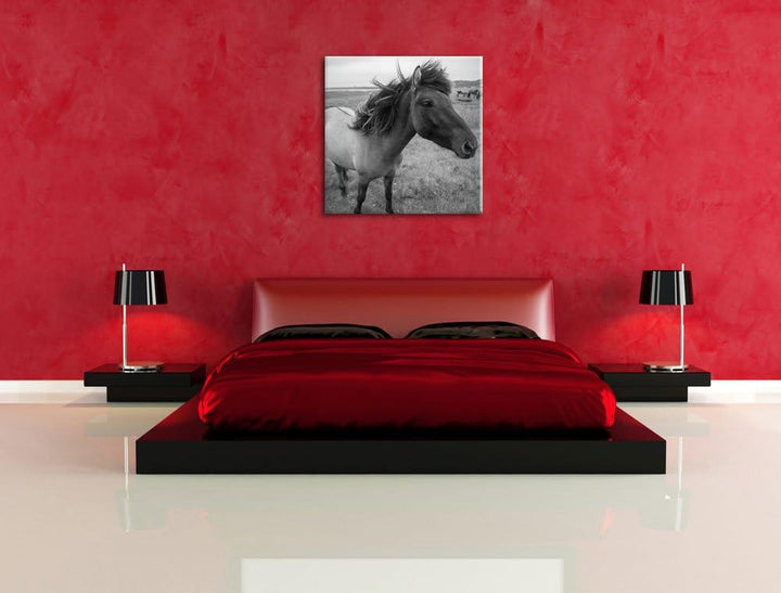 Isländer Pferde in der Wildnis als Leinwandbild/Grösse: 70x70 cm/Wandbild/Kunstdruck/fertig bespannt