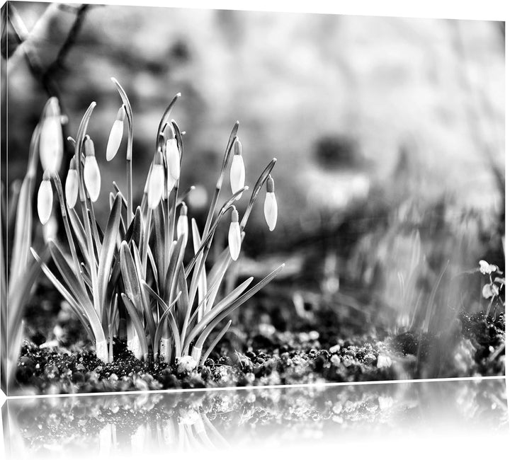 Pixxprint Schneeglöckchen am Waldrand als Leinwandbild/Grösse: 100x70 cm/Wandbild/Kunstdruck/fertig