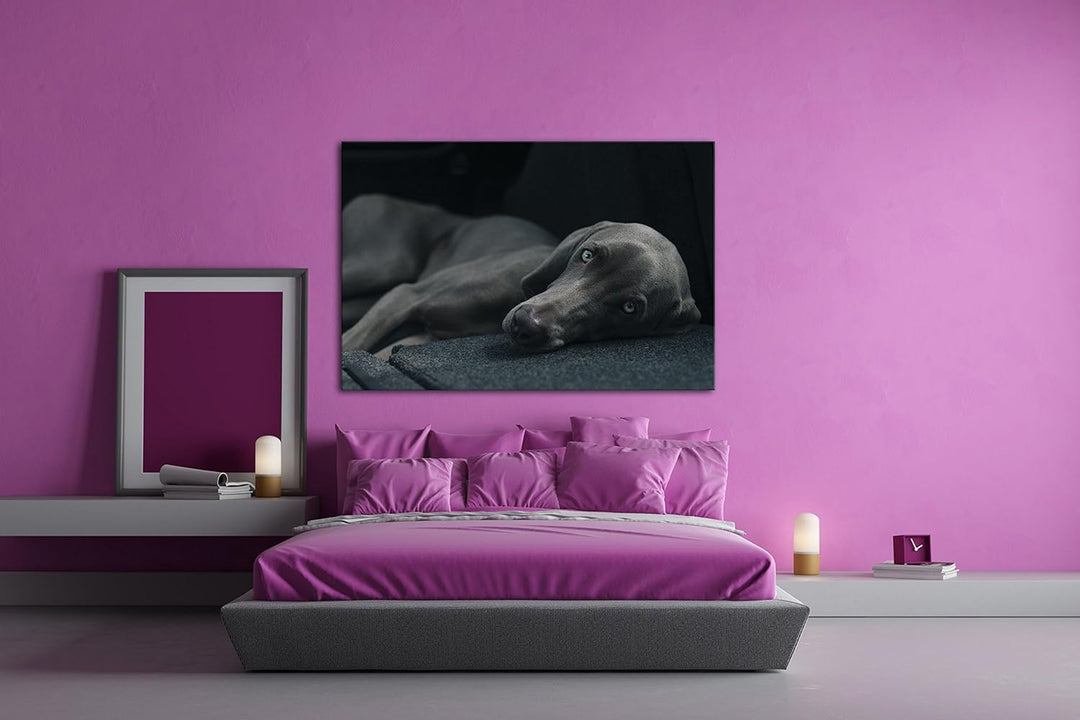 niedlicher treuer Hund auf dem Sofa Format: 80x60 als Leinwand, Motiv fertig gerahmt auf Echtholzrah
