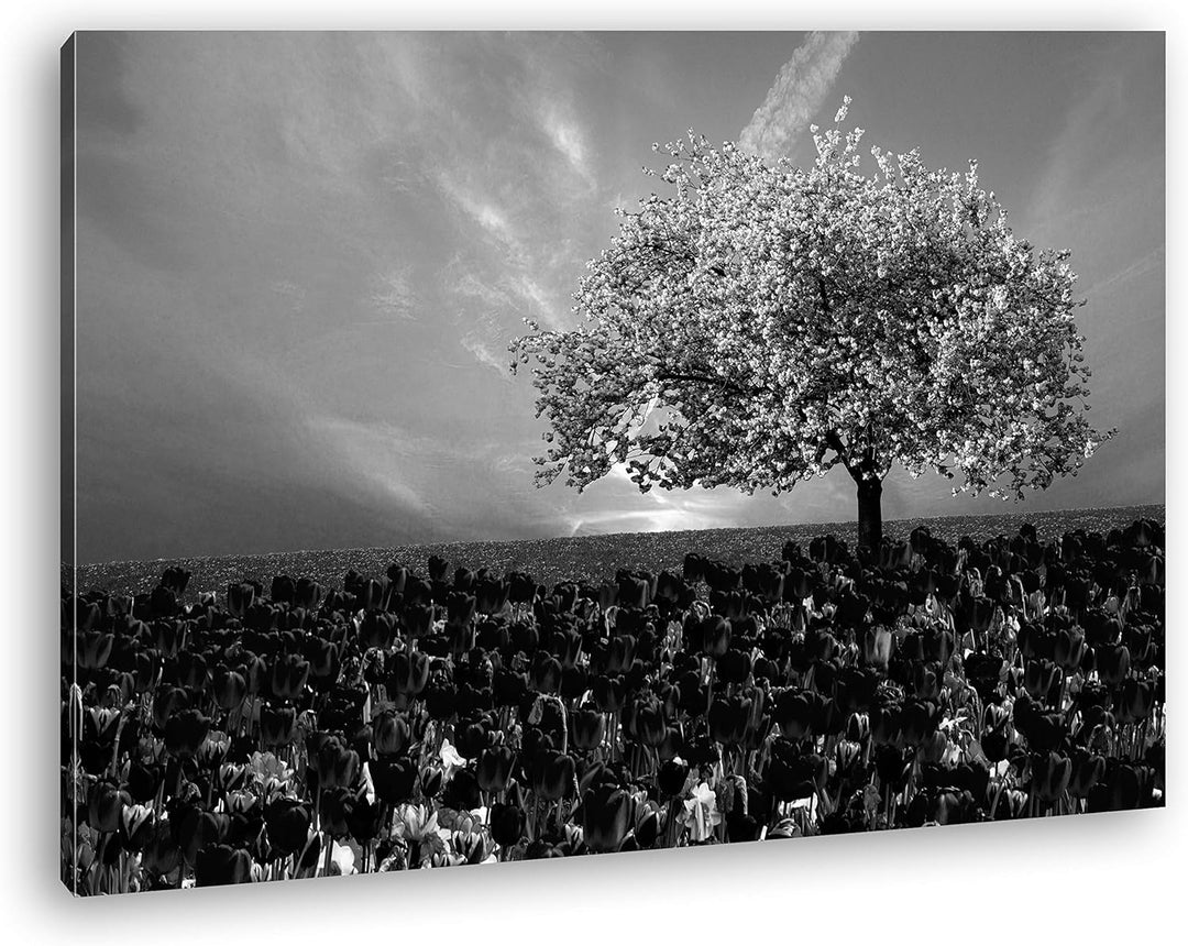 deyoli Kirschbaum im Tulpen Feld Format: 80x60 Effekt: Schwarz&Weiss als Leinwandbild, Motiv fertig
