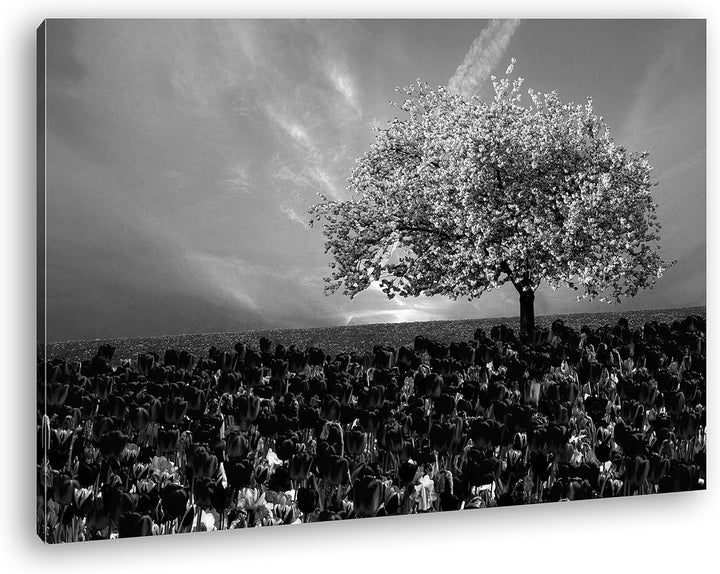 deyoli Kirschbaum im Tulpen Feld Format: 80x60 Effekt: Schwarz&Weiss als Leinwandbild, Motiv fertig