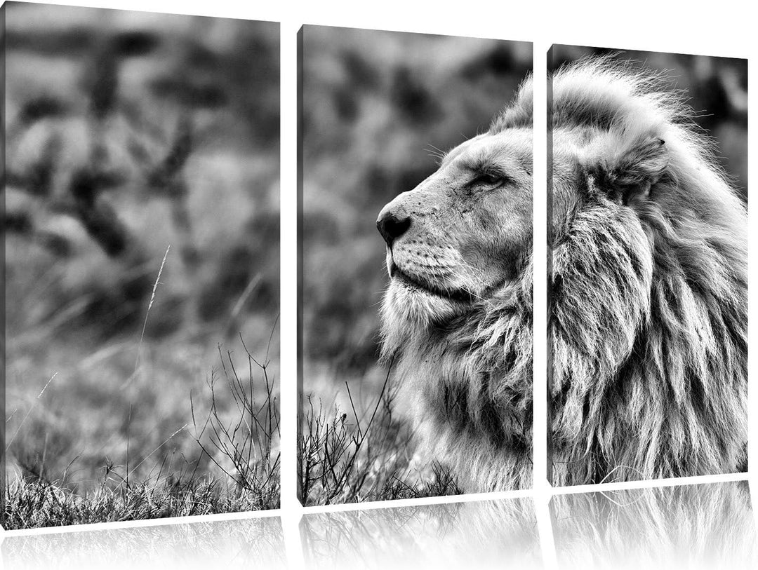 Pixxprint Monocrome, Weisser Löwe im Gebirge 3-Teiler Leinwandbild 120x80 Bild auf Leinwand