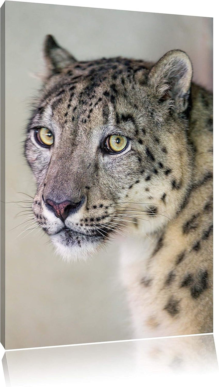 Pixxprint aufmerksamer Schneeleopard auf Leinwand, XXL riesige Bilder fertig gerahmt mit Keilrahmen,