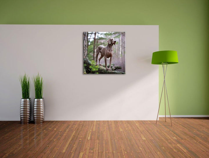 Edler Weimaraner im Wald, Format: 70x70 auf Leinwand, XXL riesige Bilder fertig gerahmt mit Keilrahm