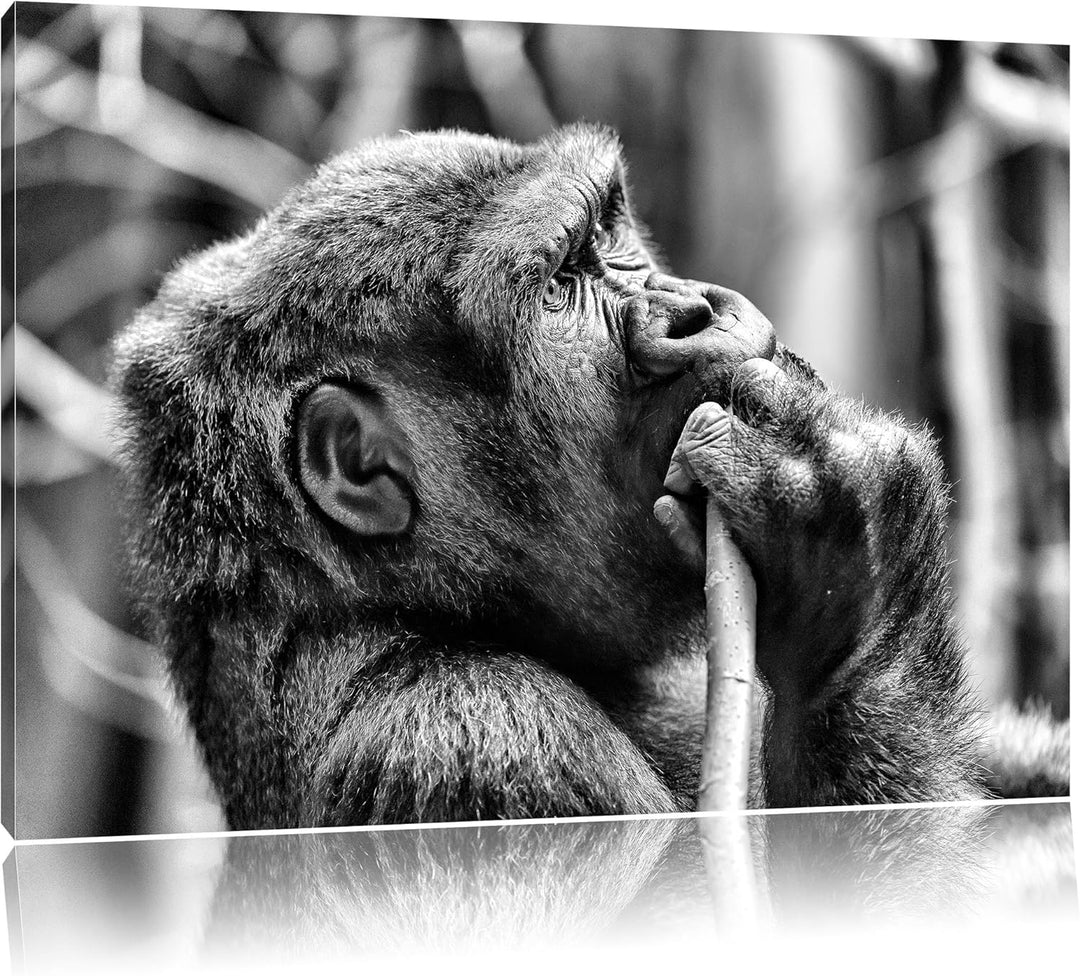 Monocrome, Gorilla isst, Format: 100x70 auf Leinwand, XXL riesige Bilder fertig gerahmt mit Keilrahm