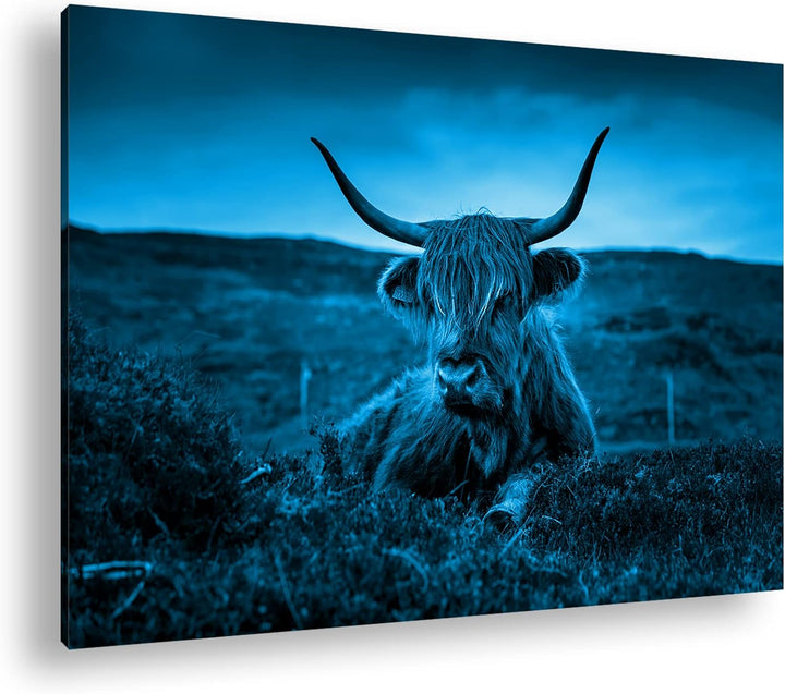 deyoli pelziges Rind auf schottischer Landschaft Format 80x60 Effekt: Monocrome Blau als Leinwandbil