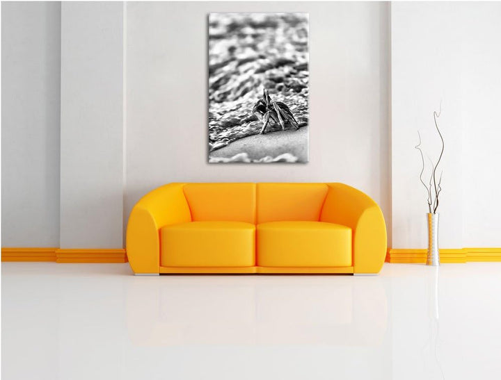 Pixxprint Monocrome, kleine Krabbe am Strand als Leinwandbild | Grösse: 100x70 | Wandbild| Kunstdruc
