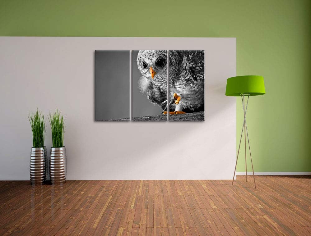 Eule mit Grille in ihren Krallen schwarz/weiss 3-Teiler Leinwandbild 120x80 Bild auf Leinwand, XXL r