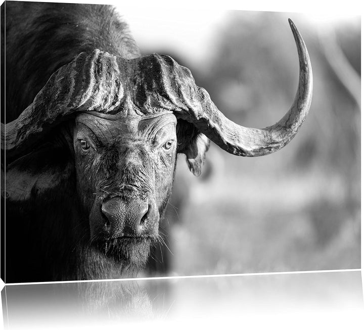 Pixxprint Kaffernbüffel mit kräftigen Hörnern Kunst B&W, Format: 100x70 auf Leinwand, XXL riesige Bi