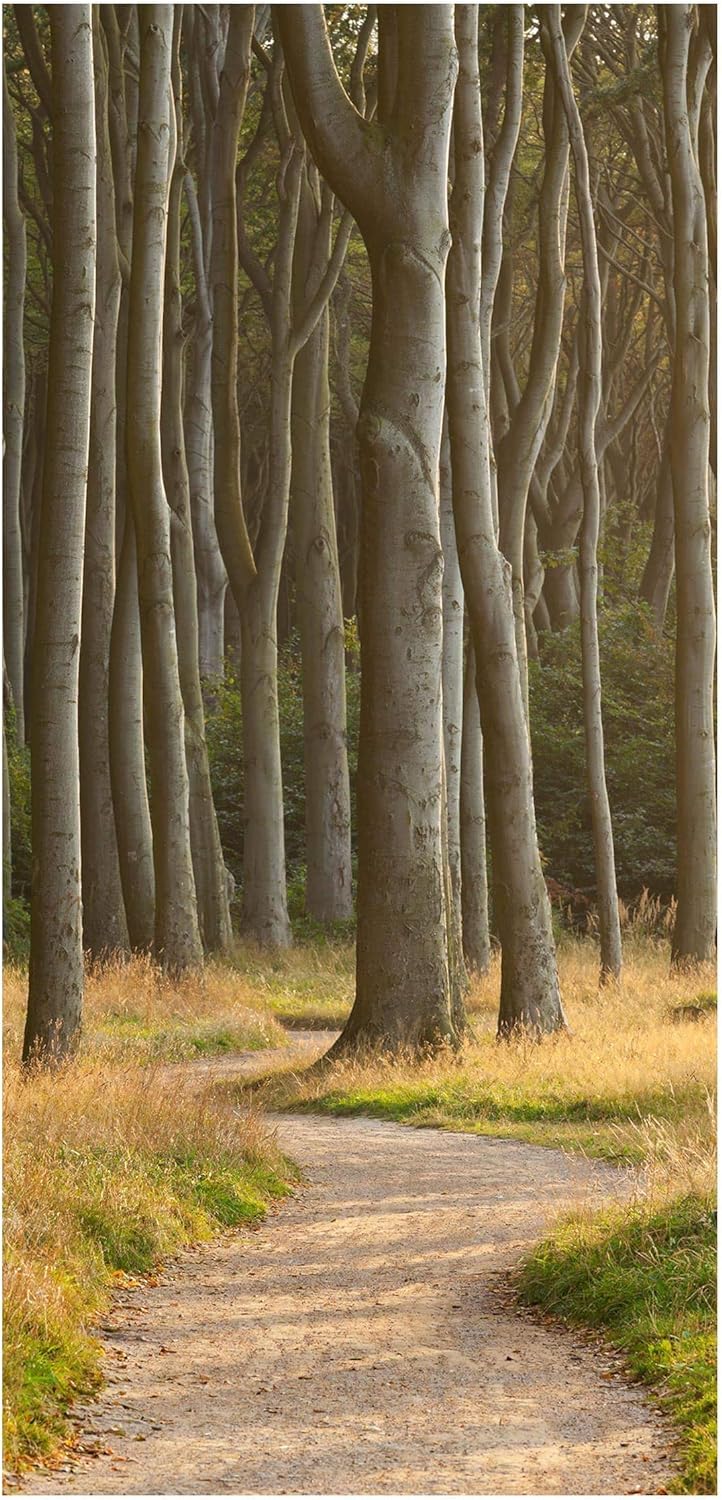 Bilderwelten Raumteiler Waldweg in Norddeutschland 250x120cm ohne Halterung 250 x 120cm ohne Halteru