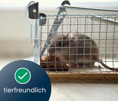 ARTECSIS 2 Lebendfallen für Ratten 29x12x12cm aus OSB-Holz und verzinktem Stahl/Effektiv., 2