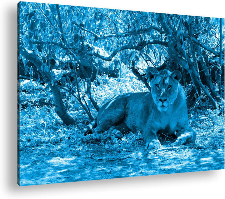 deyoli ruhige Löwin Format 80x60 Effekt: Monocrome Blau als Leinwandbild, Motiv fertig gerahmt auf E