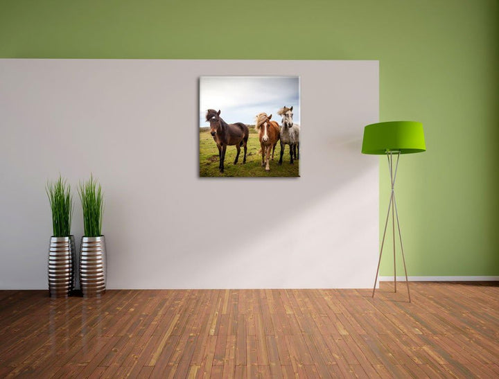 Drei wilde Islandpferde, Format: 70x70 auf Leinwand, XXL riesige Bilder fertig gerahmt mit Keilrahme