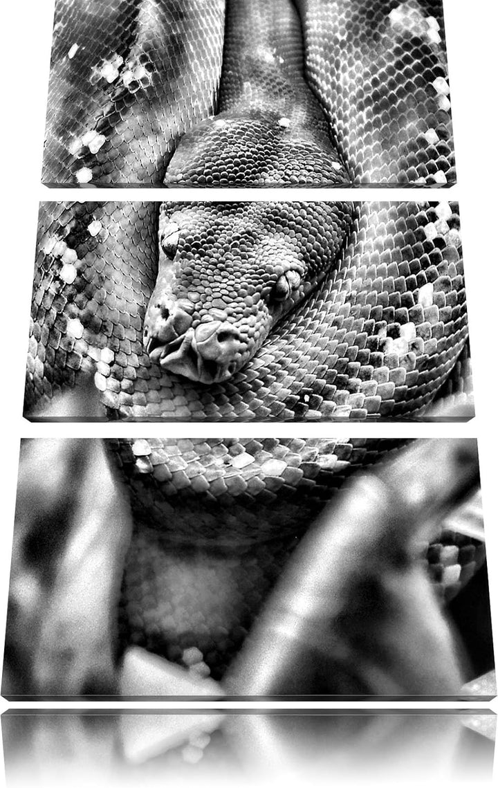 Pixxprint Monocrome, Grüne giftige Schlange 3-Teiler Leinwandbild 120x80 Bild auf Leinwand