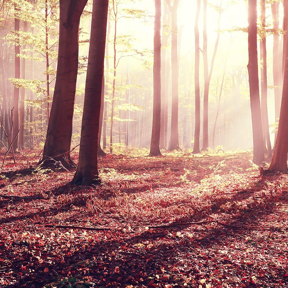 Feeby Leinwandbild Landschaft 5 TLG Bild Kunstdruck Bäume Sonnenuntergang rot 100x70 cm Leinwandbild