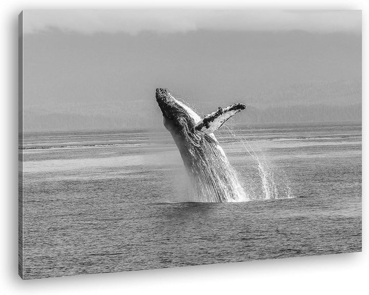 deyoli atemberaubender Buckelwal im Meer Effekt: Schwarz/Weiss im Format: 80x60 als Leinwandbild, Mo