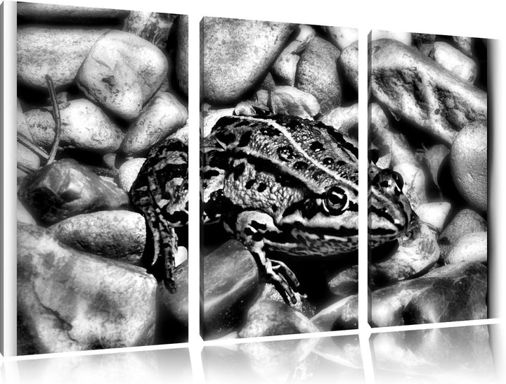 Pixxprint Monocrome, grüne Kröte in Steinbett 3-Teiler Leinwandbild 120x80 Bild auf Leinwand